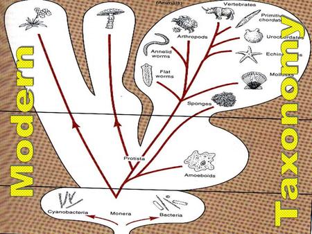 Taxonomy: grouping life according to shared traits –not just physical traits anymore Morphology –Defined: studying the form and structure of organisms.