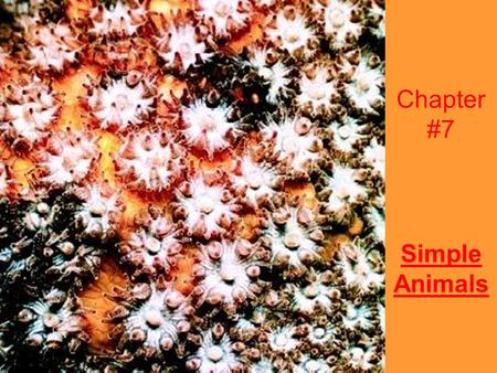 Chapter #7 Simple Animals. Chapter 7.1 Notes Traits of Animals 1.Animals can not make food 2.Most animals can move from place to place. 3.Animals have.