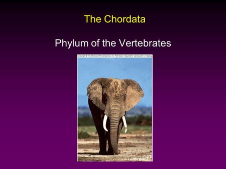 The Chordata Phylum of the Vertebrates. Chordates Phylum Chordata – Four Main Characteristics  Notochord  Nerve Cord  Pharyngeal Pouches  Tail.