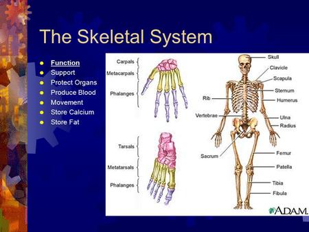 The Skeletal System  Function  Support  Protect Organs  Produce Blood  Movement  Store Calcium  Store Fat Form.