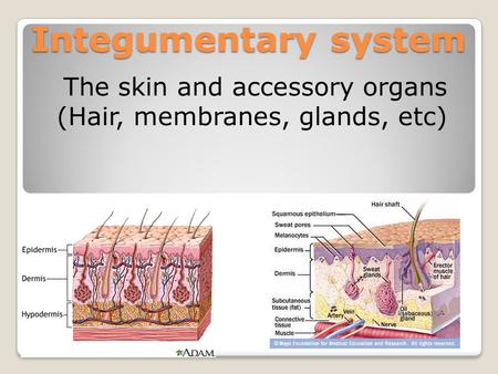 Integumentary system The skin and accessory organs (Hair, membranes, glands, etc)