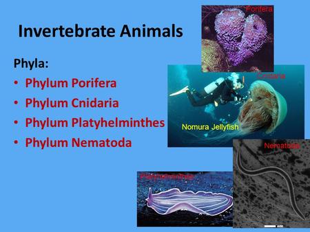 Invertebrate Animals Phyla: Phylum Porifera Phylum Cnidaria