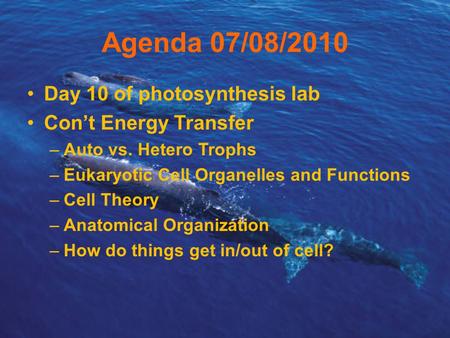 Agenda 07/08/2010 Day 10 of photosynthesis lab Con’t Energy Transfer –Auto vs. Hetero Trophs –Eukaryotic Cell Organelles and Functions –Cell Theory –Anatomical.