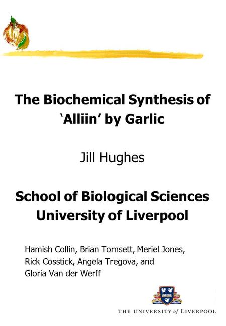 The Biochemical Synthesis of ‘Alliin’ by Garlic Jill Hughes School of Biological Sciences University of Liverpool Hamish Collin, Brian Tomsett, Meriel.