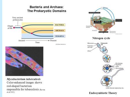 Chapter 26: Bacteria and Archaea: the Prokaryotic Domains TER 26 Bacteria and Archaea: The Prokaryotic Domains Mycobacterium tuberculosis Color-enhanced.