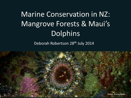 Marine Conservation in NZ: Mangrove Forests & Maui’s Dolphins Deborah Robertson 28 th July 2014 Photo: Tracey Bates.
