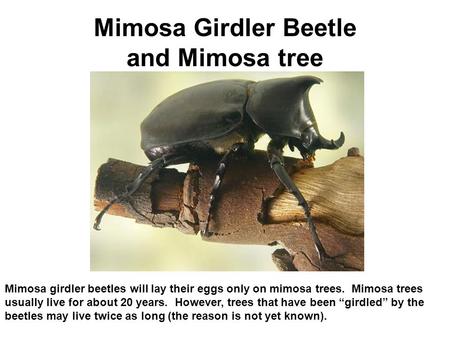 Mimosa Girdler Beetle and Mimosa tree