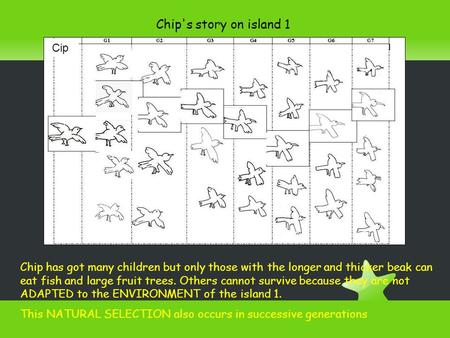 Chip's story on island 1 Cip Chip has got many children but only those with the longer and thicker beak can eat fish and large fruit trees. Others cannot.