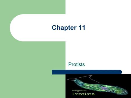 Chapter 11 Protists.