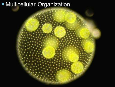 Multicellular Organization. Objectives Describe cell specialization List the levels of organization in living multicellular organisms.