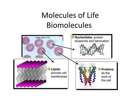 Molecules of Life Biomolecules. Monomers: simplest subunits, building blocks Polymers: repeating monomers.