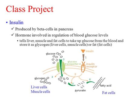 Insulin Produced by beta-cells in pancreas Hormone involved in regulation of blood glucose levels tells liver, muscle and fat cells to take up glucose.