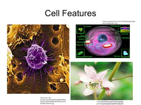 Cell Features http://personal.tmlp.com/Jimr57/textbook/chapter3/images/cell1.jpg http://www.rds-online.org.uk/upload/images/left/adult%20human%20bone%20marrow%20stem%20cell.jpg.