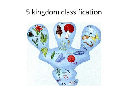 5 kingdom classification