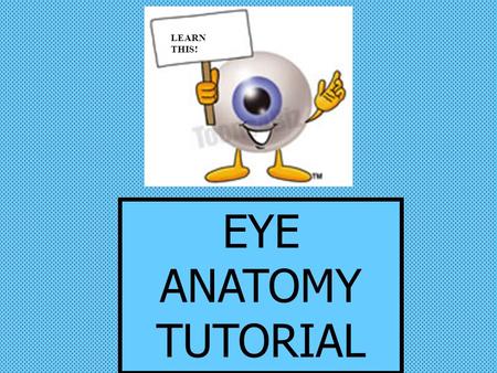 EYE ANATOMY TUTORIAL LEARN THIS!. 1. Name the “third” eyelid (blue arrows). plica semilunaris.