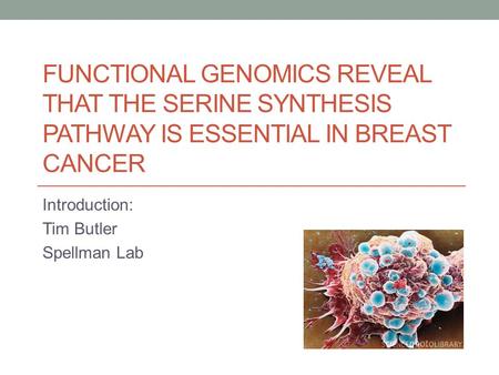 FUNCTIONAL GENOMICS REVEAL THAT THE SERINE SYNTHESIS PATHWAY IS ESSENTIAL IN BREAST CANCER Introduction: Tim Butler Spellman Lab.