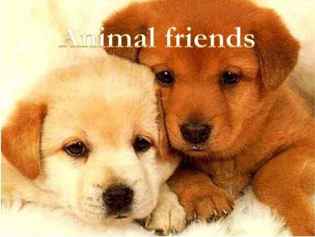 Animal friends.