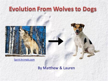 By Matthew & Lauren Spirit Animals.com Humans have domesticated dogs and have become mans best friend Dogs have become accustomed to humans and their.