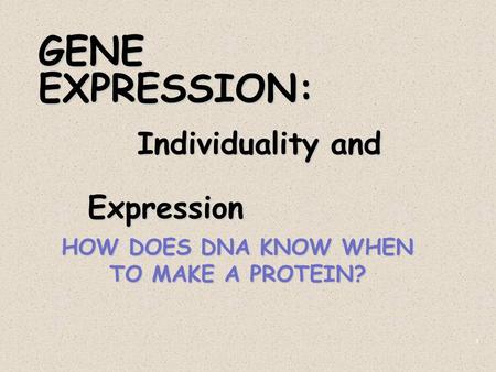 1 GENE EXPRESSION: Individuality and Expression HOW DOES DNA KNOW WHEN TO MAKE A PROTEIN?