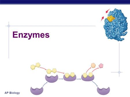AP Biology Enzymes. AP Biology Enzymes  Biological catalysts  proteins (& RNA)  facilitate chemical reactions  increase rate of reaction without being.