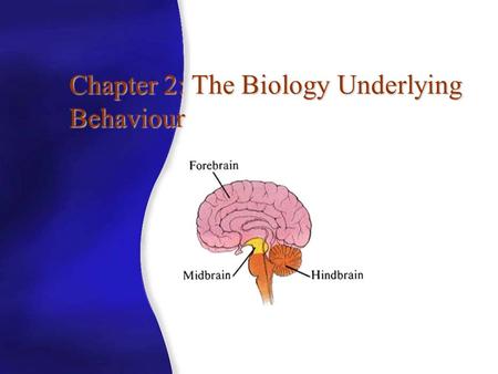 Chapter 2: The Biology Underlying Behaviour