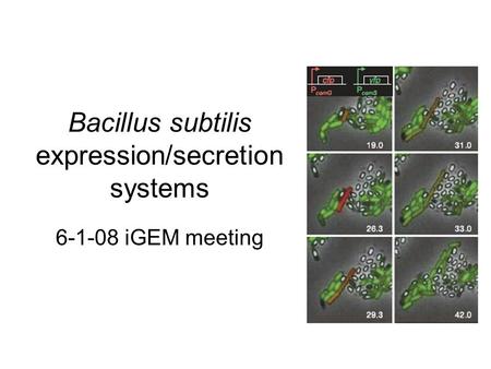 Bacillus subtilis expression/secretion systems