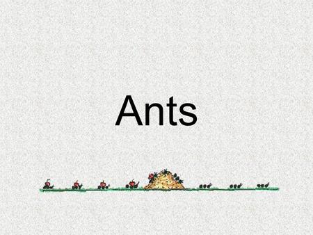 Ants. Ant Body Parts Ants are insects. They have 3 body parts….. Head Thorax Abdomen.