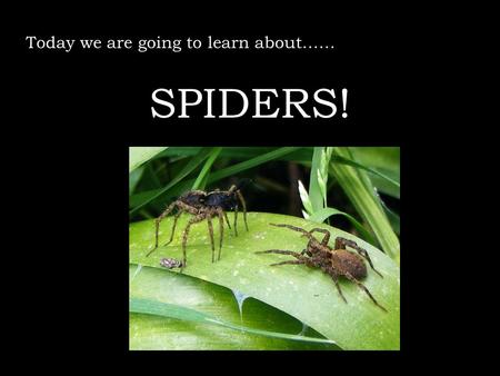 Today we are going to learn about…… SPIDERS!. Words we may not know… Fangs pointed teeth Venom harmful liquid Prey an animal eaten by another animal Spinnerets.