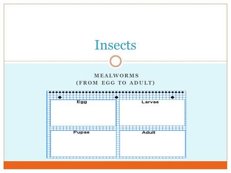 MEALWORMS (FROM EGG TO ADULT) Insects. Life Cycle of the Mealworm Stage 1: Egg.