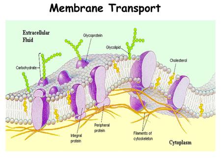 Membrane Transport. Reasons For Membrane Transport Cells need membrane transport to undergo cellular processes: -- get water and nutrients into the cell.