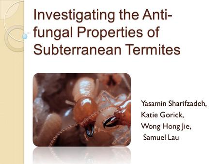 Investigating the Anti- fungal Properties of Subterranean Termites Yasamin Sharifzadeh, Katie Gorick, Wong Hong Jie, Samuel Lau.