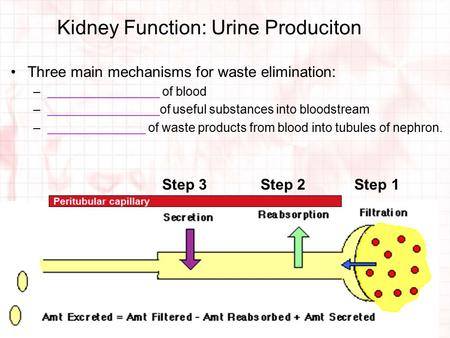 Kidney Function: Urine Produciton Three main mechanisms for waste elimination: –________________ of blood –________________of useful substances into bloodstream.