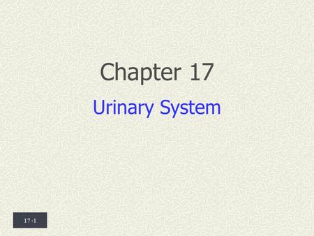 Chapter 17 Urinary System.