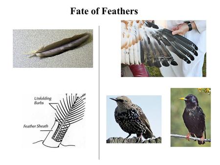 Fate of Feathers FallSpring. Natal and Juvenal Plumages (Natal Down Feathers, Juvenal Feathers)