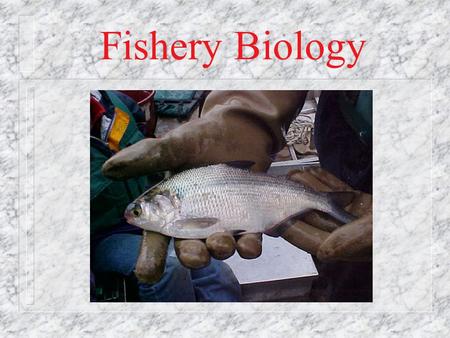 Fishery Biology. Fisheries Management n Provide people with a sustained, high, and ever-increasing benefit from their use of aquatic resources n Problems.