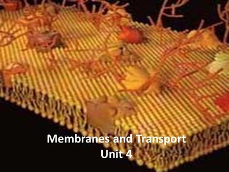 Membranes and Transport Unit 4