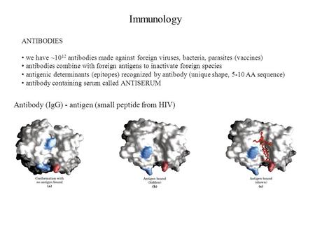 Immunology ANTIBODIES we have ~10 12 antibodies made against foreign viruses, bacteria, parasites (vaccines) antibodies combine with foreign antigens to.