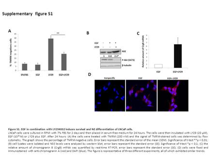 Supplementary figure S1 A B C D Figure S1. EGF in combination with LY294002 induces survival and NE differentiation of LNCaP cells. LNCaP cells were cultured.