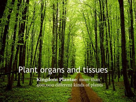 Plant organs and tissues