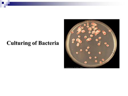 Culturing of Bacteria.
