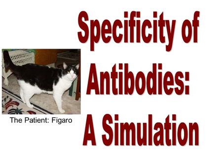 The Patient: Figaro. What type of macromolecule is an antibody? What shape is a typical antibody? Protein.