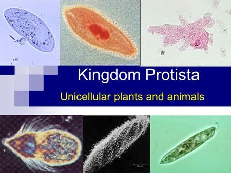 Kingdom Protista Unicellular plants and animals. General Information Protista, from the Greek protistos = first Diverse group Aka Algae & Protozoa Most.