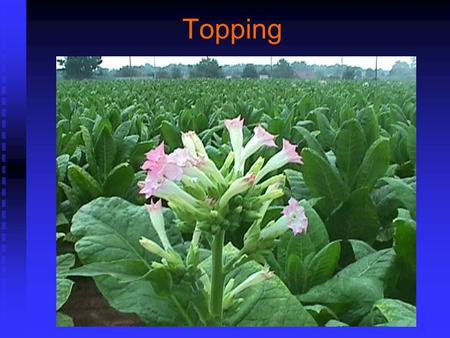 Topping. Why does a plant have leaves? As a store for seed production As a store for seed production.