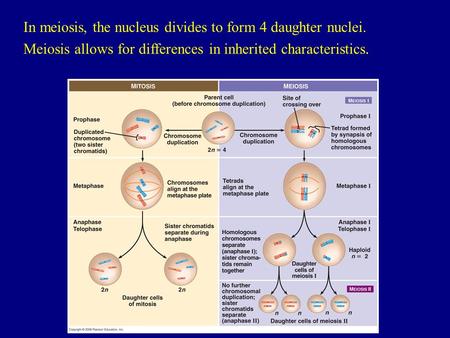 In meiosis, the nucleus divides to form 4 daughter nuclei. Meiosis allows for differences in inherited characteristics.