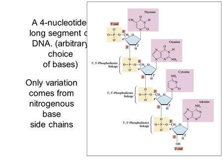 A 4-nucleotide- long segment of DNA. (arbitrary choice of bases) Only variation comes from nitrogenous base side chains.