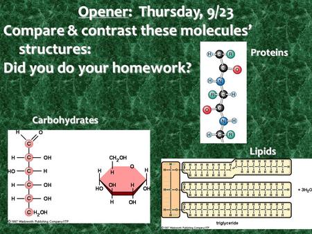 Opener: Thursday, 9/23 Compare & contrast these molecules’ structures: Did you do your homework? Carbohydrates Proteins Lipids.