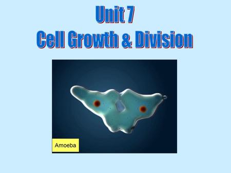 Unit 7 Cell Growth & Division Amoeba.