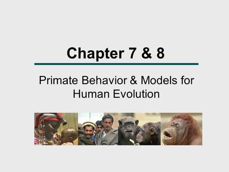 Primate Behavior & Models for Human Evolution