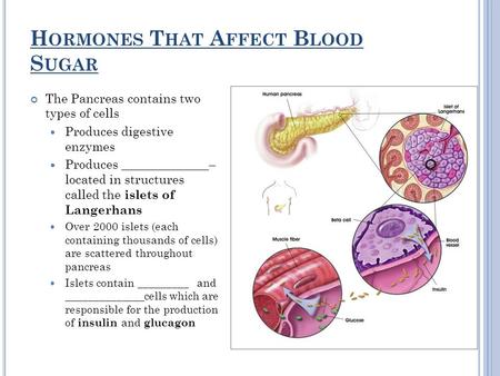 H ORMONES T HAT A FFECT B LOOD S UGAR The Pancreas contains two types of cells Produces digestive enzymes Produces ______________– located in structures.