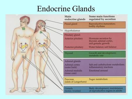 Endocrine Glands.